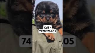 Rottweiler puppies for sale in Delhi ncr #musica #reggaeton #oldschool #viralvideo