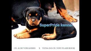 ROTTWEILER FEMALE PUPPY DELHI SUPER PRIDE KENNEL 93111111212