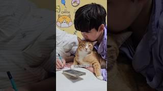 치즈: 오늘도 내가 이겼다 #개냥이 #고양이 #cat