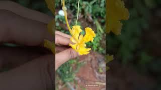 #homegarden #nature #flowers #rose #plants #music #shortvideo