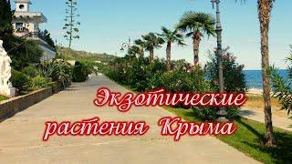 2. Пальмы. Экзотические растения Крыма.
