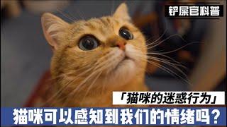 新手养猫 / 猫咪的迷惑行为 / 猫咪可以感知到我们的情绪吗？