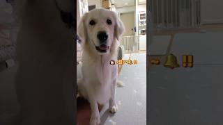 벨튀하는 강아지  #shorts