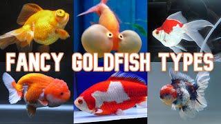 Fancy Goldfish | 20 Types To Know