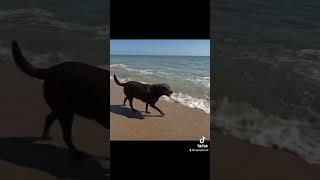 My Brown Eyed Girl 🫶 #dog #labrador #beach #travel