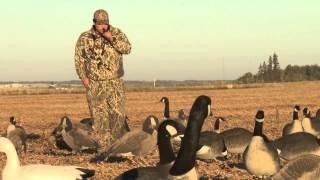 AMAZING!!! Man catches Canadian Goose With BARE HANDS