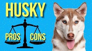 Behind the Fur: Exploring the PROS AND CONS of Owning a Siberian Husky