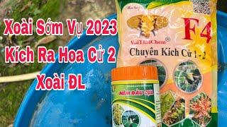 Kích Ra Hoa Cử 2 Xoài ĐL, Xoài Sớm Vụ 2023 | VTK.CHANNEL