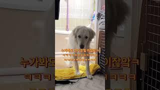 서러우면 '말대답 오지는' 리트리버 *반전주의* #shorts