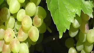 Сорт винограда "Володар" - сезон 2020 # Grape sort "Volodar" - season 2020