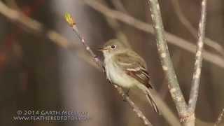 Least Flycatcher in Maine