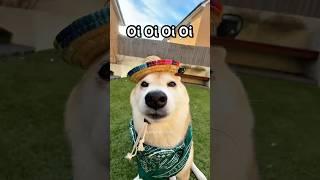Oi Oi Oi Oi #cutenessoverload