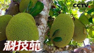 《科技苑》 20180611 好味道 有门道（三） | CCTV农业