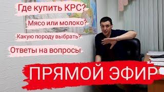 Поговорим о КРС, Цена? Где и какую породу купить? Выгодно? Экономика фермы