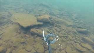 Spearfishing for Catfish