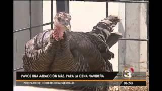 El pavo, una alternativa económica para la Navidad