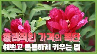 15가지 품종의 가성비 좋은  목단 예쁘고 튼튼하게 키우기