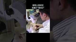 第一個克隆羊多莉現在怎麽樣了？#漲知識