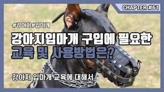 강아지 입마개 구입에 필요한 교육 및 사용방법은?