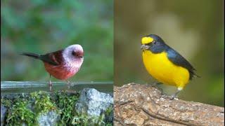 Birds of Guatemala: Over 150 Birds with their Song or Call