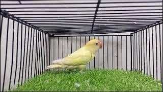 cremino jumbo size Mashallah || male   || ,کریمینو میل || R.S Birds Aviary