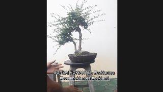 BONSAI HOKIANTEA #hokiantea #bonsai #hokiantea #bonsaihokiantea
