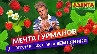 Три самых популярных сорта земляники. Собираем землянику летом