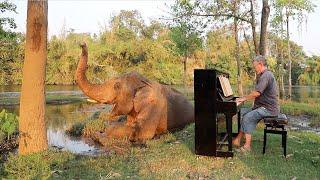 Calm Piano Music Relaxes Restless Bull Elephant