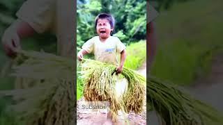 Amazing Rice Planting Technique That Will Blow Your Mind! #shorts #agricultural #farmer #technique