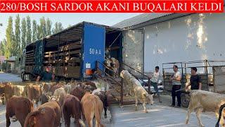 SARDOR AKANI 280/BOSH BUQALARI YETIB KELDI SHOSHILING ZO’RLARI KELDI