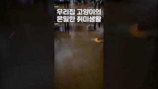 역대급 장난감  #디에디트 #디에디트라이프 #집사 #고양이 #고양이장난감