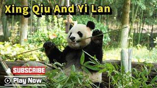 Xing Qiu And Yi Lan’s Quarantine Diary | iPanda