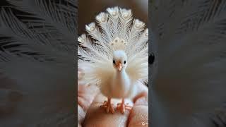 Cute pet paradise#whiterarepeacocks