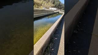 RV to the Lewiston Fish Hatchery! Near Trinity Lake and the Alps!  #rvadventure @somedayistodayrv