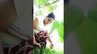 linis #viralvideo #nature #youtubeshorts #shorts