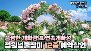 풍성한 개화량에 연속개화성까지! 정원넝쿨장미 총 12종 댓글이벤트 및 예약할인판매