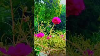 beautiful drishya #viral#status#shrtsvideo#beautiful flower.