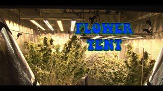 Flowering in a tent.