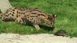 Are Serval Cats Good Pets? pros and cons serval cat  :  Keeping a Wild Cat at Home