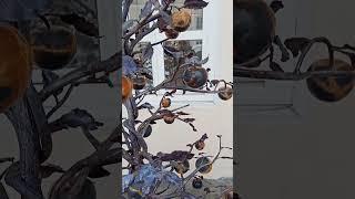 Железное дерево с яблоками.