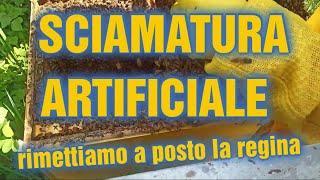 Apicoltura CD: Sciamatura artificiale, rimettiamo la regina in produzione!