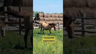 Сельские зарисовки #сельскоехозяйство #сельскаяжизнь #кони #деревня #деревенскаяжизнь
