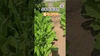 상추와 함께 피해야할 음식 TOP3 #건강정보 #healing #korea