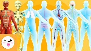 Sistemas do Corpo Humano para crianças - O sistema ósseo, muscular, nervoso, respiratório, ...