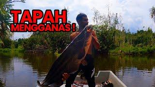 Monster Catfish In The Best River Of Channa  |  Tapah Gorgon Mengganas! #264