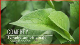 What Is The Gift Of Comfrey? Learn about this comforting healer who soothes our wounds.