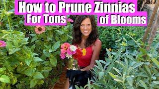 3 Ways to Prune Zinnias for Tons of Blooms All Summer 