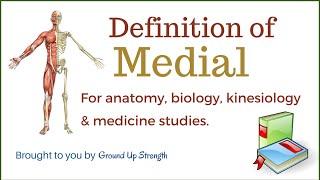 Medial Definition (Anatomy, Kinesiology, Medicine)