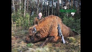 Jagd auf Wisent in Weißrussland