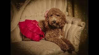 We love dogs! Don't forget to bring your furry family members along to Wild Gals Old Time Photo!